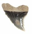 Fossil Hemipristis Shark Tooth - Maryland #42539-1